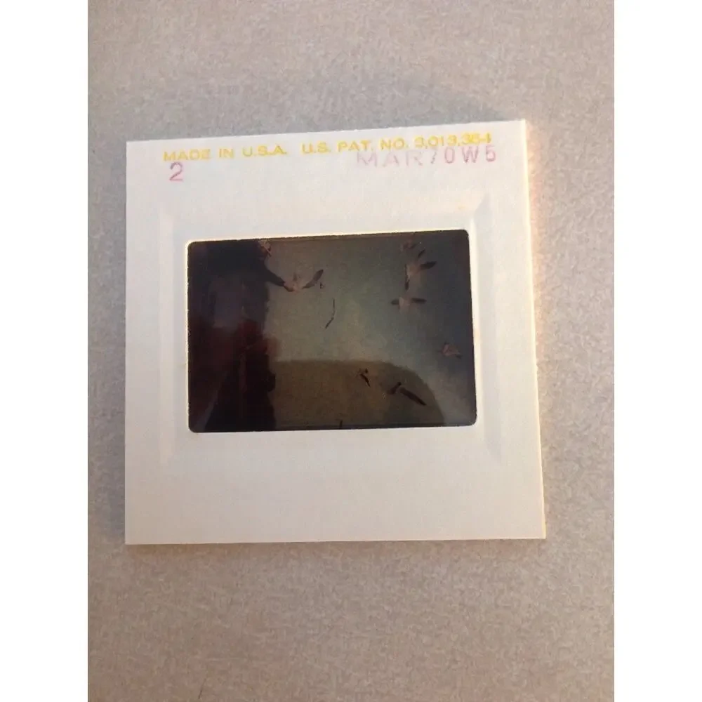 Lot of 2 Vintage 1970 Man Feeding Sea Gulls Ektachrome Photographs Color Slides